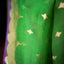 Emerald Radiance – Pure Banarasi Kora Silk Saree