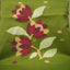 Malhar Olive Green Muslin Jamdani Unstitched Suit Set – Wine Floral Handwoven Motifs